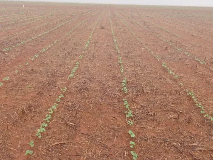 Chuvas intensas em Mato Grosso atrasam plantio e elevam riscos à produtividade do algodão
