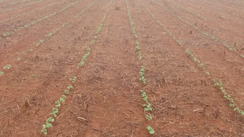 Chuvas intensas em Mato Grosso atrasam plantio e elevam riscos à produtividade do algodão