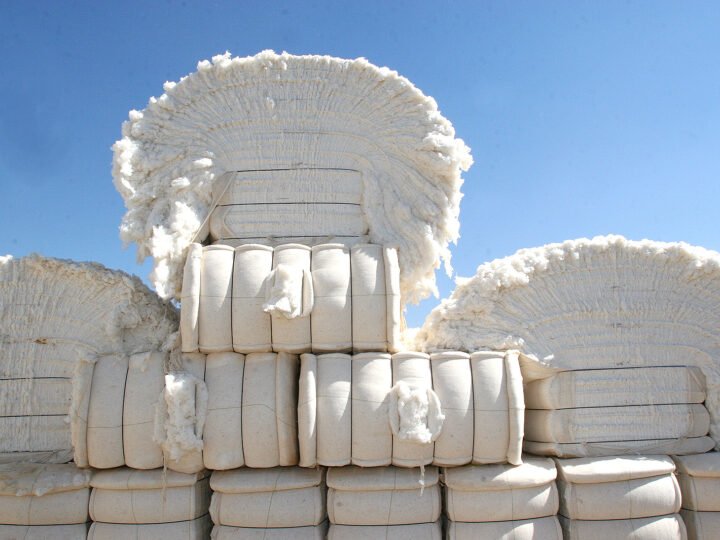 Exportação de algodão do Mato Grosso representa 62% do total nacional