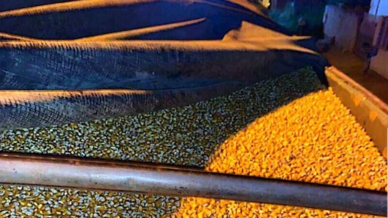 Preço do milho disponível em Mato Grosso sobe