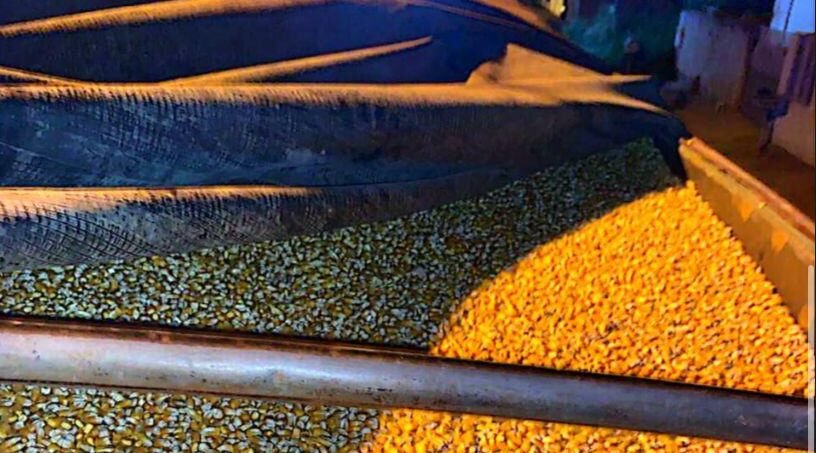 Preço do milho disponível em Mato Grosso sobe