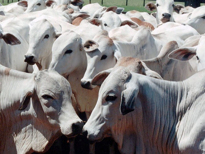Cotação do boi gordo em Mato Grosso sobe 1,6%