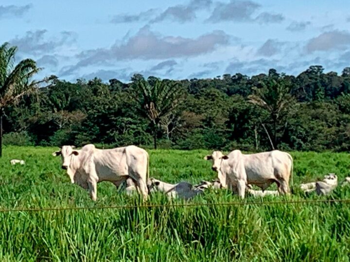 Preço da vaca gorda em Mato Grosso sobe 2%