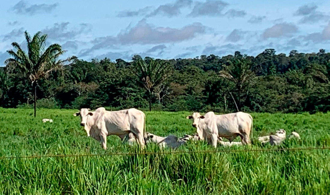Preço da vaca gorda em Mato Grosso sobe 2%