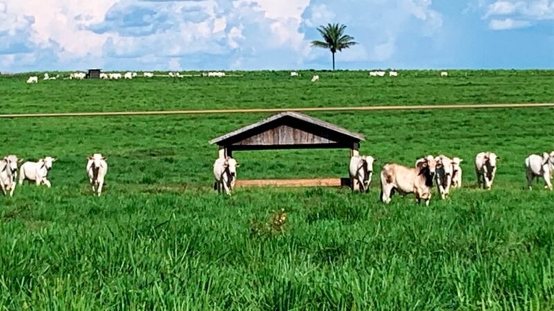 Boi gordo tem alta de 1,8% em Mato Grosso; preço da vaca também sobe