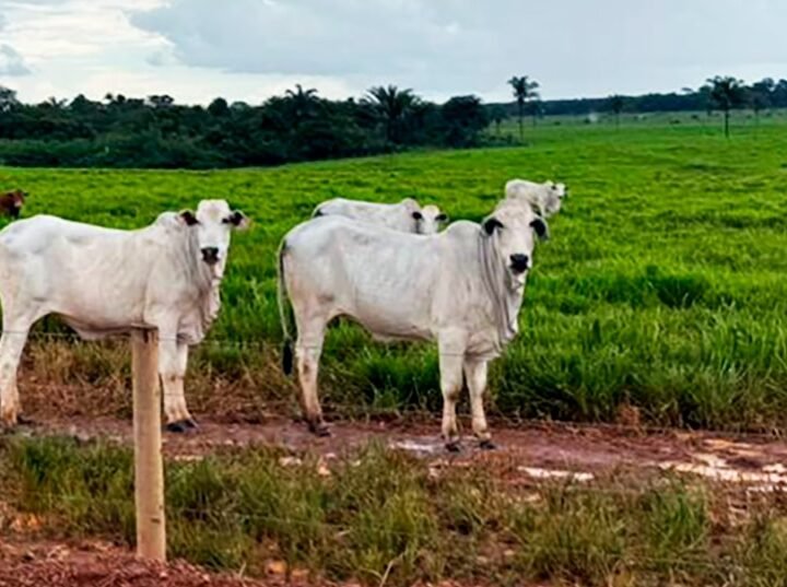 Cai preço da vaca e boi em Mato Grosso