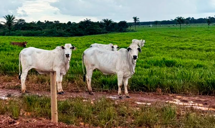 Cai preço da vaca e boi em Mato Grosso
