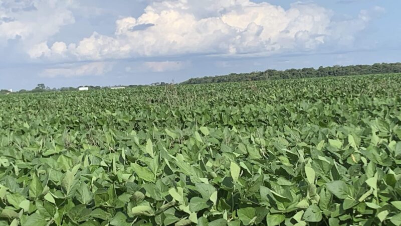 IMEA projeta a maior produtividade de soja para Mato Grosso dos últimos anos