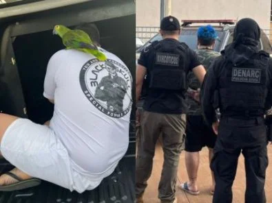 Cena inusitada: papagaio se recusa a deixar tutor preso por tráfico em Cuiabá