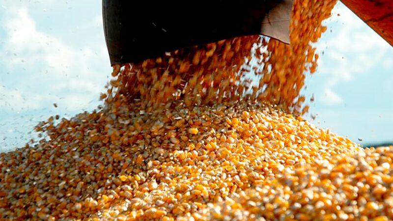 Cai cotação do milho disponível em Mato Grosso