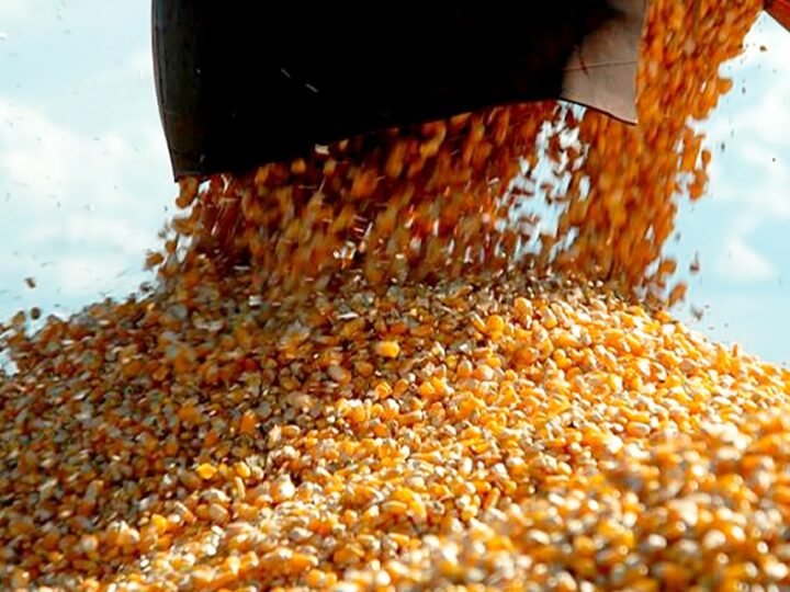 Oferta baixa e cotação do milho disponível em Mato Grosso tem alta