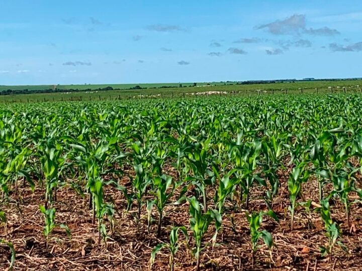 Plantio de milho em Mato Grosso será concluído este mês; chuvas atrasam