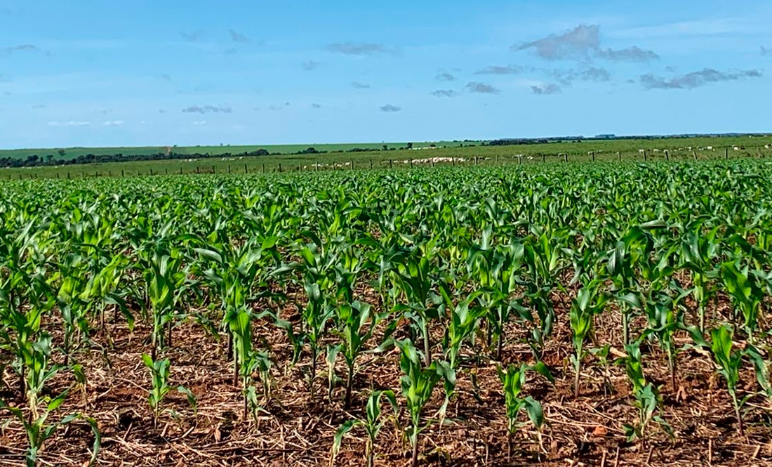 Plantio de milho em Mato Grosso será concluído este mês; chuvas atrasam