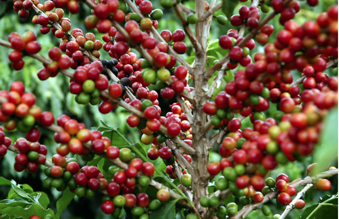 Mato Grosso tem aumento de quase 4% na produção de café