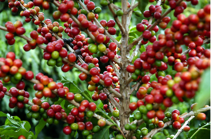 Mato Grosso tem aumento de quase 4% na produção de café