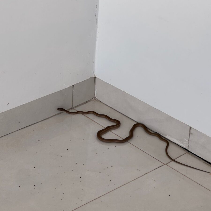 Cobra é capturada pelo Corpo de Bombeiros em residência no bairro Ecopark em Guarantã do Norte