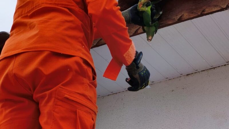 Bombeiros resgatam filhotes de papagaio presos em fios no centro de Guarantã do Norte