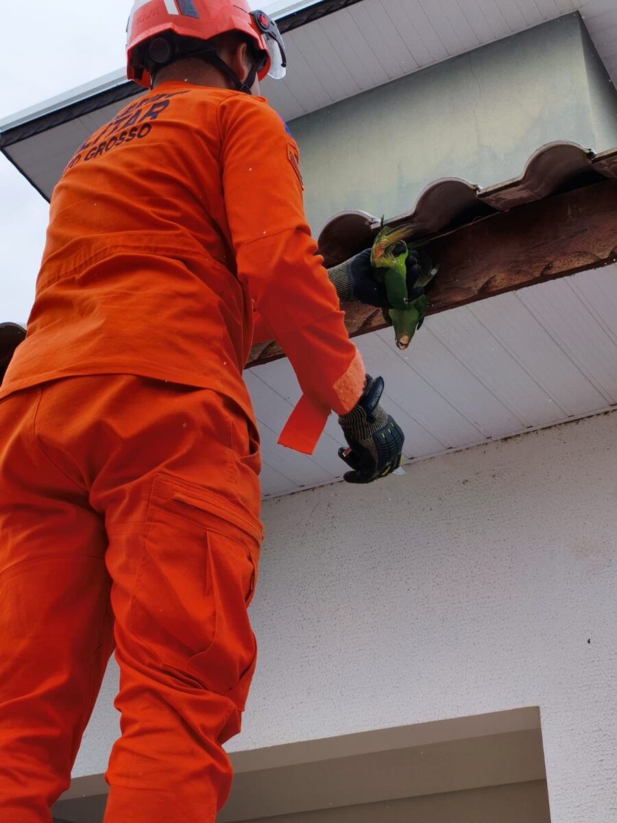 Bombeiros resgatam filhotes de papagaio presos em fios no centro de Guarantã do Norte