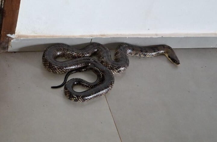 Cobra de 2,5 metros assusta servidores e é capturada pelos Bombeiros