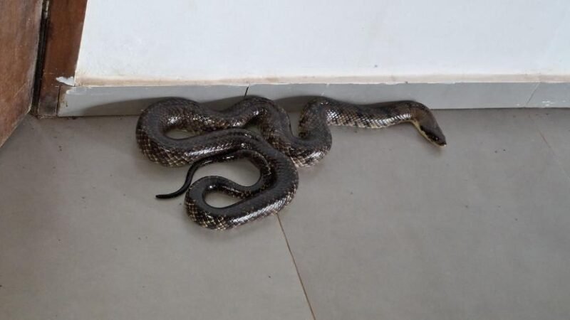 Cobra de 2,5 metros assusta servidores e é capturada pelos Bombeiros