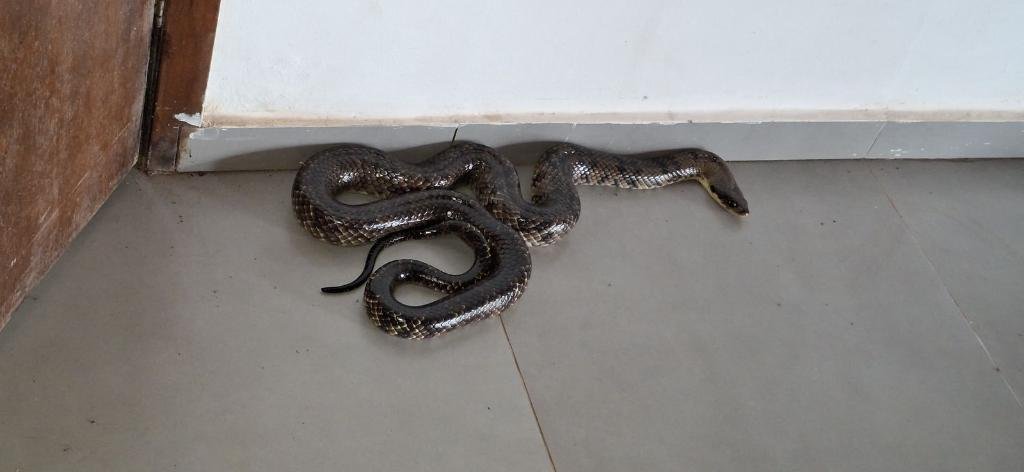 Cobra de 2,5 metros assusta servidores e é capturada pelos Bombeiros