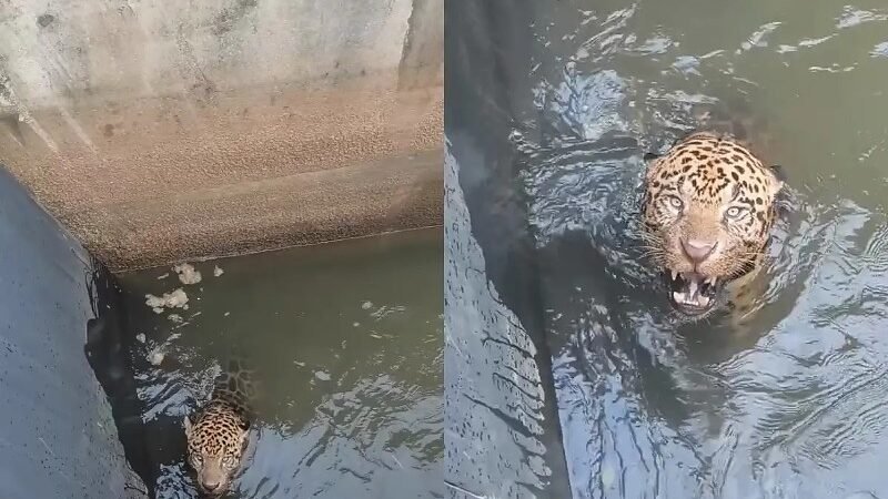 Onça-pintada é resgatada em canal de usina e devolvida à natureza em MT