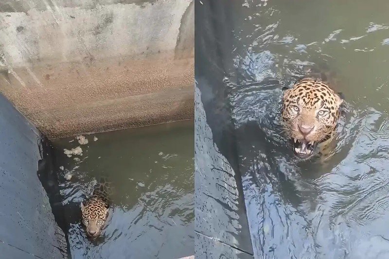 Onça-pintada é resgatada em canal de usina e devolvida à natureza em MT