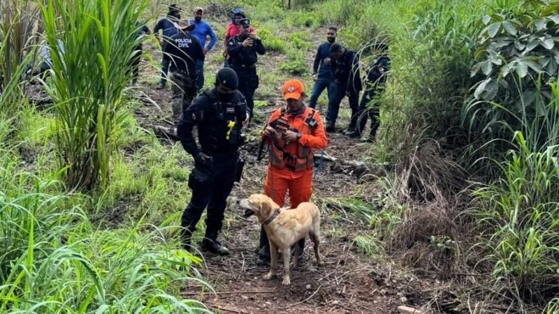 Cão farejador ajuda bombeiros a encontrar corpo de homem enterrado em mata