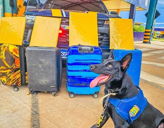 Cão farejador da PRF encontra mais de 15 kg de cocaína em malas de passageiras em ônibus na BR-364