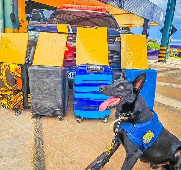 Cão farejador da PRF encontra mais de 15 kg de cocaína em malas de passageiras em ônibus na BR-364