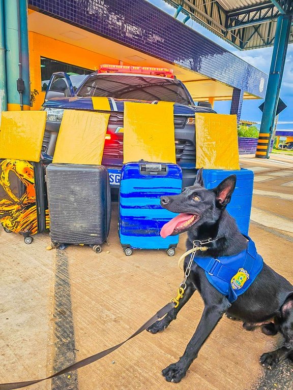 Cão farejador da PRF encontra mais de 15 kg de cocaína em malas de passageiras em ônibus na BR-364