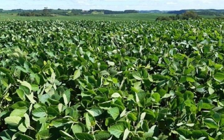 Soja “livre de desmatamento” varia conforme critérios de cada corporação, mostra estudo