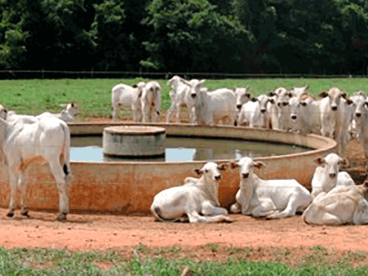 Valorização do boi gordo em Mato Grosso melhora relação de troca com milho