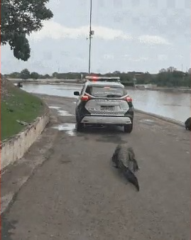 Jacaré conhecido como “Celso” persegue viatura da PM em parque de Cuiabá – veja vídeo: