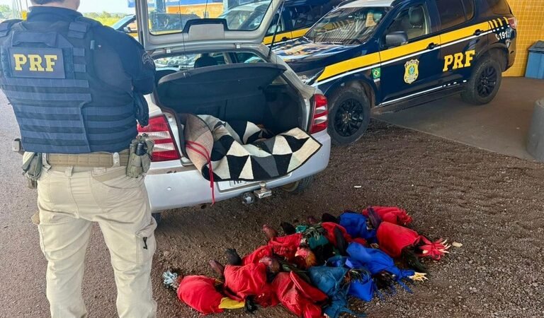 PRF flagra transporte irregular de aves e resgata animais em situação de maus-tratos