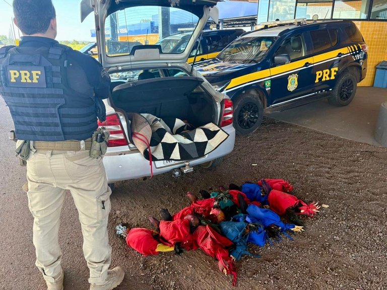 PRF flagra transporte irregular de aves e resgata animais em situação de maus-tratos
