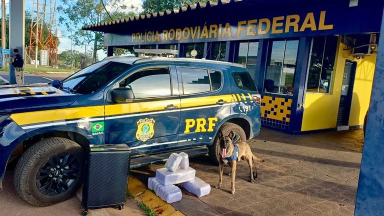 Cão farejador ajuda PRF a encontrar quase 24 quilos de droga em ônibus