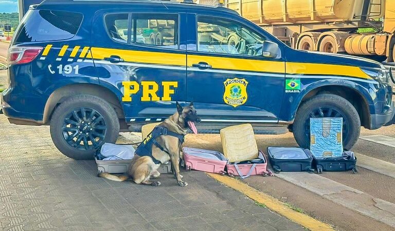 Cães farejadores ajudam a flagrar mais de 13 kg de cocaína em ônibus em MT