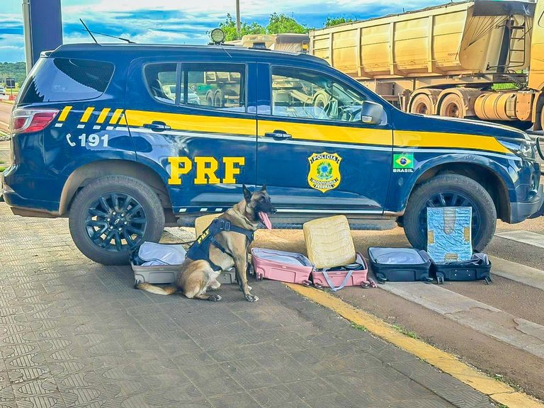 Cães farejadores ajudam a flagrar mais de 13 kg de cocaína em ônibus em MT