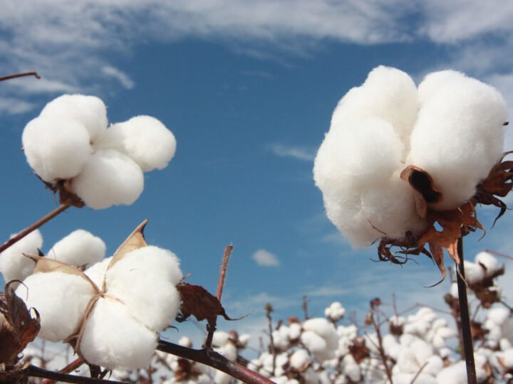 Comercialização da safra de algodão em Mato Grosso avança e preço sobe 4%