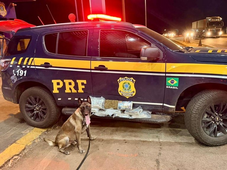 Cão farejador ajuda PRF a apreender mais de 10 kg de droga em bagagem de ônibus