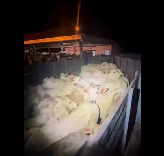 Quadrilha é flagrada com caminhão carregado e esquema de furto vem à tona