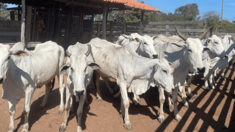 Campanha de atualização de estoque de rebanhos começa sexta em MT