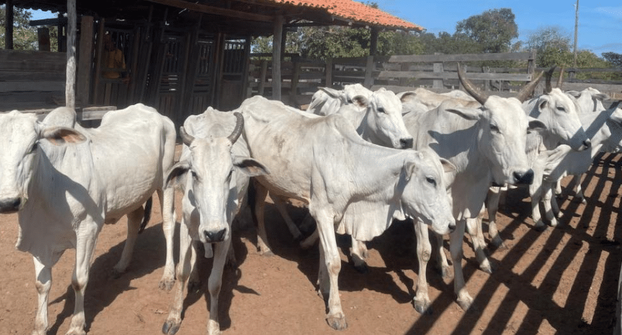 Campanha de atualização de estoque de rebanhos começa sexta em MT