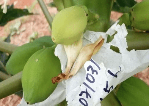 Projeto da Unemat cria “seguro de vida” para o mamão brasileiro e busca romper dependência de Taiwan