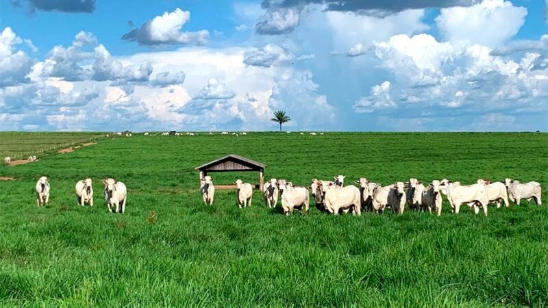 Cotação de vaca gorda em Mato Grosso sobe 1,8%
