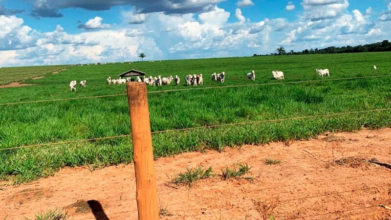 Abate de gado nos frigoríficos de Mato Grosso tem novo recorde no trimestre