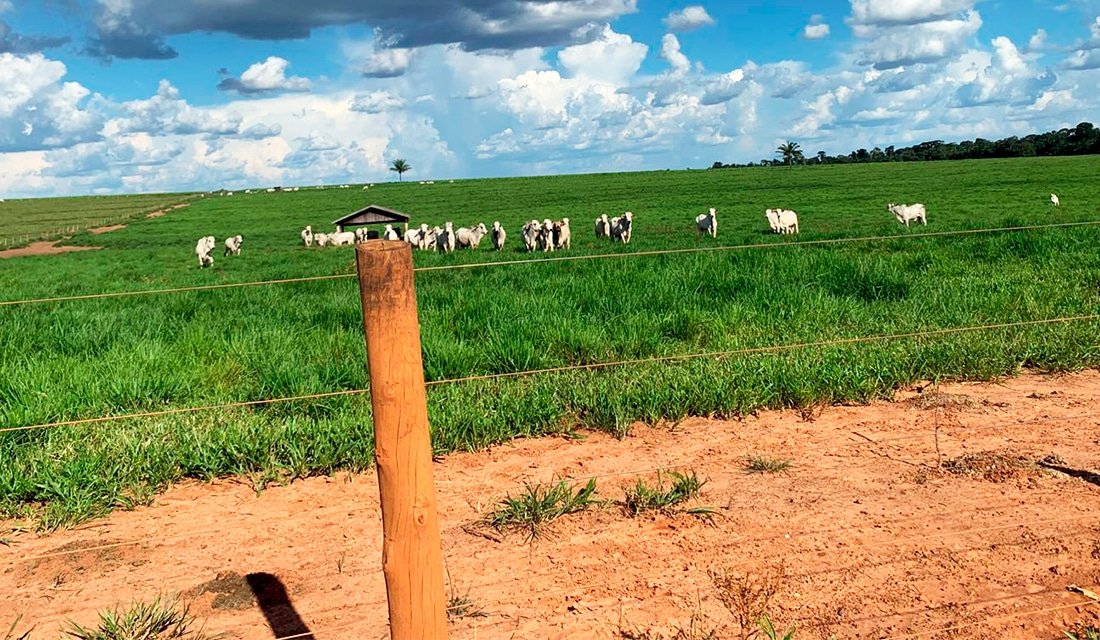 Abate de gado nos frigoríficos de Mato Grosso tem novo recorde no trimestre