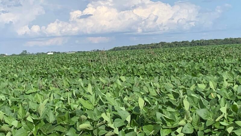 Produtividade consolidada da safra de soja em Mato Grosso é de 66 sacas; produção é 2ª maior