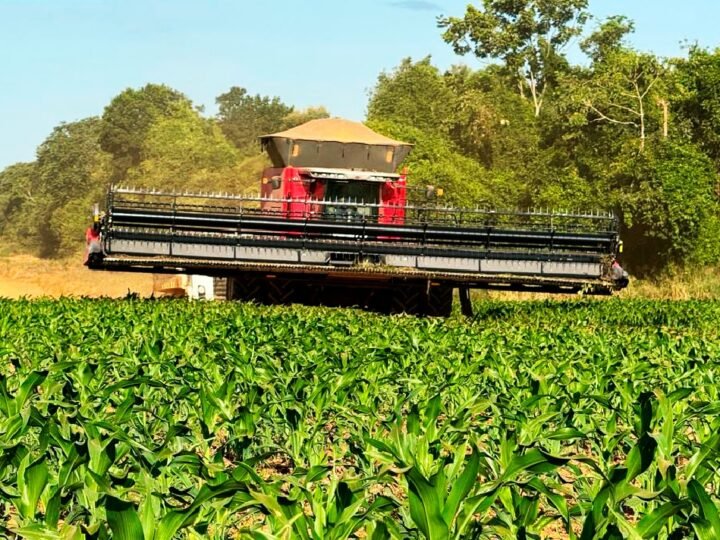 Soja é responsável por 44% do valor da produção do agro em Mato Grosso